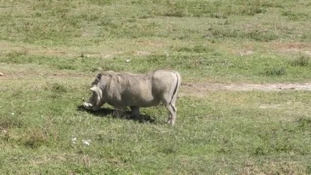 Afrikanische Warzenschweine Füttern Sich Der Typischen Kniestellung Sie Einen Kurzen — Stockvideo