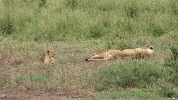 Lion Cubs Lioness — Stock Video