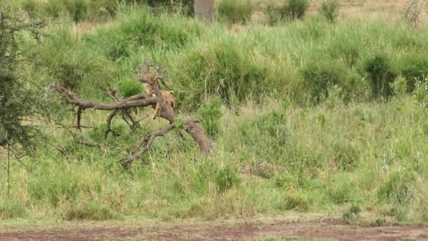 木で遊ぶライオン カブス — ストック動画