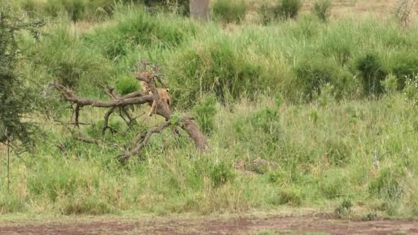 Löwenjungen Spielen Einem Baum — Stockvideo