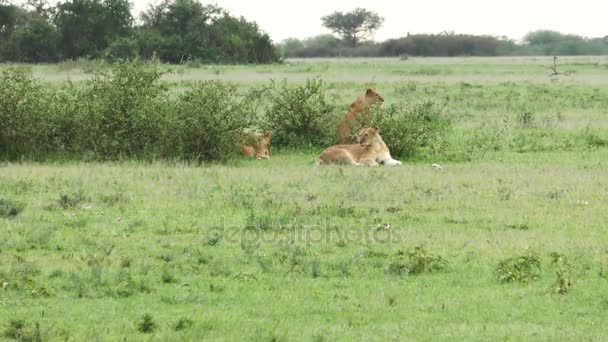 Orgullo León Descansando Serengeti — Vídeo de stock