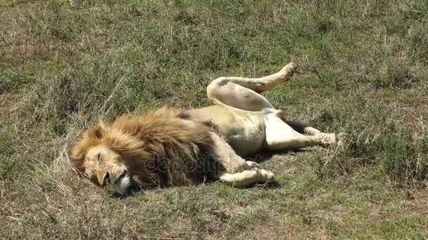 雄狮张开双腿睡觉享受阳光 — 图库视频影像
