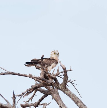 Güney çizgili yılan kartalı (Circaetus fasciolatus) Tarangire Milli Parkı'nda