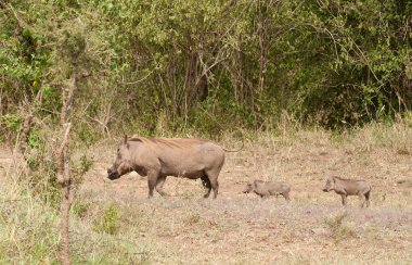 Yaban domuzu aile (bilimsel adı: Phacochoerus aethiopicus, ya da Swaheli 
