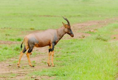 Topi closeup (bilimsel adı: Damaliscus lunatus jimela ya da Swaheli 