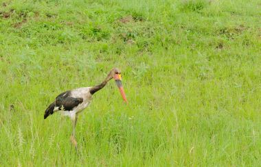 Eyer - gagalı leylek (Ephippiorhynchus senegalensis) Serengeti Ulusal Parkı'nda