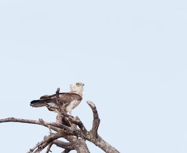 Südlicher Schlangenadler Circaetus Fasciolatus Tarangire Nationalpark — Stockfoto