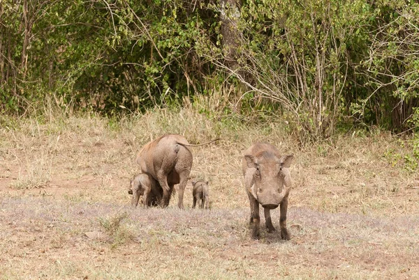 Famiglia Warthog Nome Scientifico Phacochoerus Aethiopicus Ngiri Swaheli Immagine Scattata — Foto Stock