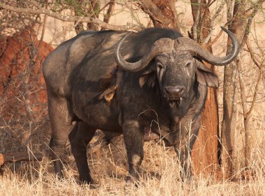 Kırmızı gagalı Oxpeckers onun tarafında bir yara ile Cape Buffalo kanını içiyor