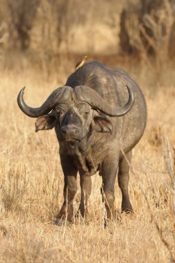Kırmızı gagalı Oxpeckers arkadaki Cape Buffalo