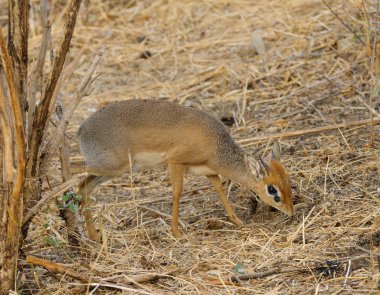 Closeup Kirk Dik-dik (bilimsel adı: Madoqua veya Swaheli 