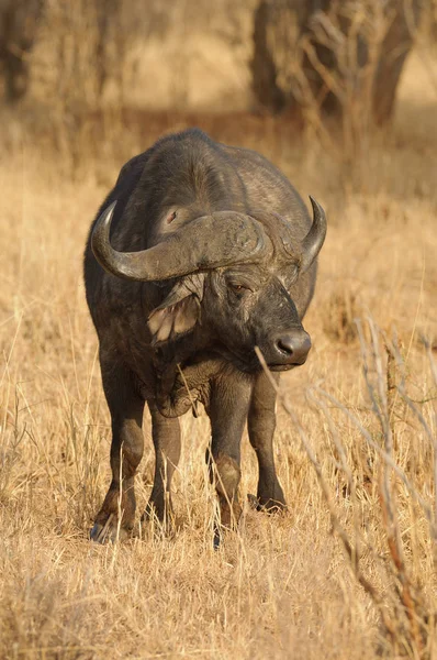 Cape Buffalo Med Ett Öppet Sår Sin Sida — Stockfoto