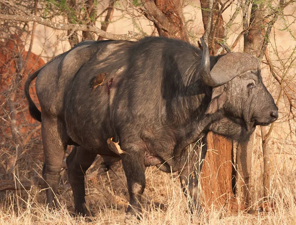 Oxpeckers Bico Vermelho Bebendo Sangue Cabo Buffalo Com Uma Ferida — Fotografia de Stock