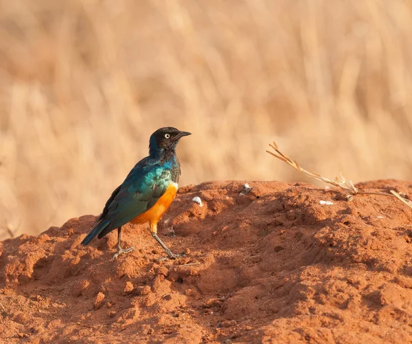 Prachtstar Lamprotornis Superbus Tarangire Nationalpark — Stockfoto