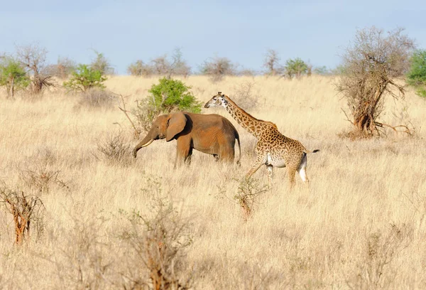 Zürafa ve fil orada yapma yolun karşısındaki savana Taragire Ulusal par