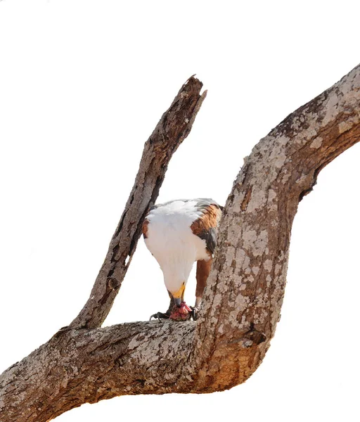 非洲鱼鹰在一棵树吃东西 在塔兰吉雷国家公园 坦桑尼亚 — 图库照片