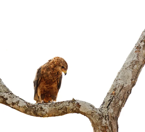 Águia Tawny Aquila Rapax Uma Árvore Parque Nacional Tarangire — Fotografia de Stock