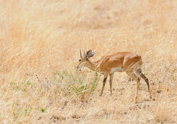 Tatlı Steenbok (bilimsel adı: Raphicerus campestris, ya da 