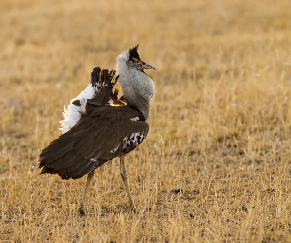 Retrato Macho Kori Bustard Ardeotis Kori Struthiunculus Mostrando Caja Ngorongoro —  Fotos de Stock