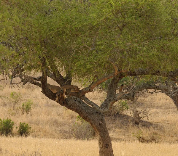Cachorros Leones Dormidos Árbol Parque Nacional Tarangire Tanzania — Foto de Stock