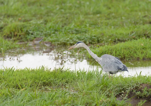 Graureiher Ardea Cinerea Lake Manyara Nationalpark — Stockfoto