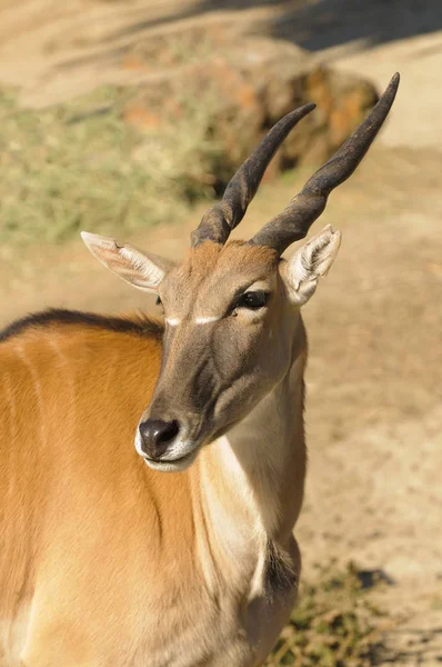 特写的最大的非洲羚羊 一个共同的羚羊 Taurotragas Derbianus — 图库照片