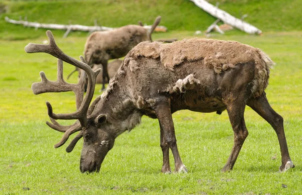 Männlicher Alaskan Caribou Beim Füttern — Stockfoto