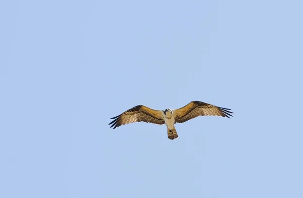 青い空を背景に飛行中のミサゴ — ストック写真