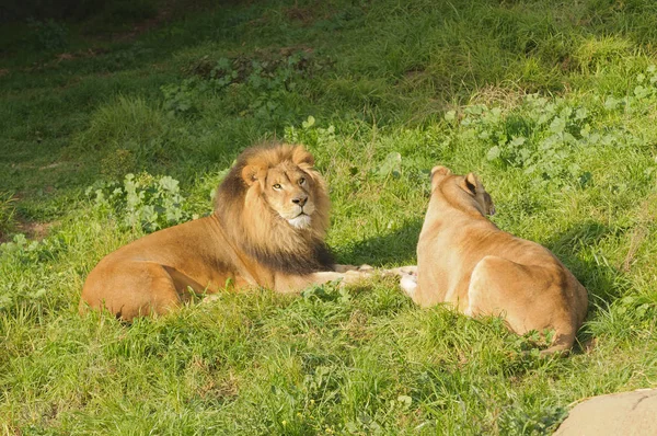 Leões Descansando Após Uma Refeição — Fotografia de Stock