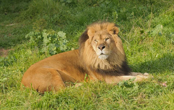 Lion Resting Meal — Stock Photo, Image