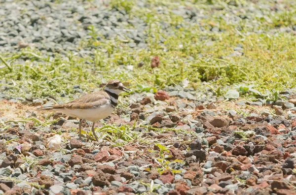 Крупный План Killdeer Charadrius Vociferus Среднеразмерного Зубастика — стоковое фото