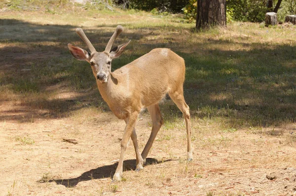 Male Black-tailed deer — Stock Photo, Image
