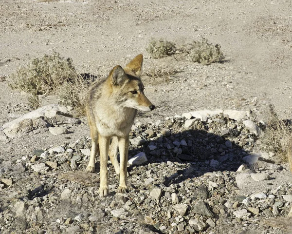 Coiote Canis Latrans Vale Morte — Fotografia de Stock