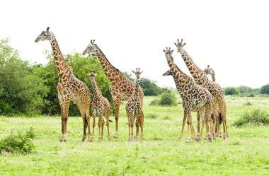 Serengeti Milli Parkı, Tanzanya'da bulunan Safari alınan Closeup, Masai zürafa (zürafa zürafa tippelskirchi ya da Swaheli 