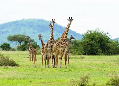 Serengeti Milli Parkı, Tanzanya'da bulunan Safari alınan Closeup, Masai zürafa (zürafa zürafa tippelskirchi ya da Swaheli 