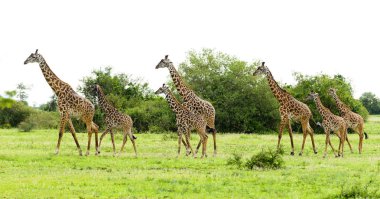 Serengeti Milli Parkı, Tanzanya'da bulunan Safari alınan Closeup, Masai zürafa (zürafa zürafa tippelskirchi ya da Swaheli 