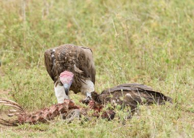 Sarkık şey karşı karşıya akbabalar bir karkas Serengeti üzerinde toplama (Torgos tracheliotos)
