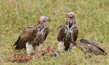 Sarkık şey karşı karşıya akbabalar bir karkas Serengeti üzerinde toplama (Torgos tracheliotos)