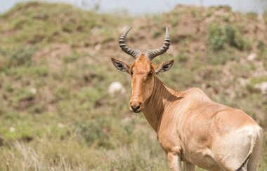 Coke closeup Hartebeest (bilimsel adı: Connochaetes taurinus ya da Swaheli 