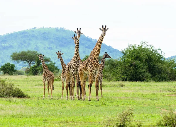 Vértes Maszáj Zsiráf Giraffa Camelopardalis Tippelskirchi Vagy Twiga Swaheli Kép — Stock Fotó
