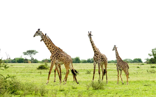 Closeup Masai Giraffe Giraffa Camelopardalis Tippelskirchi Twiga Swaheli Image Taken — Stock Photo, Image