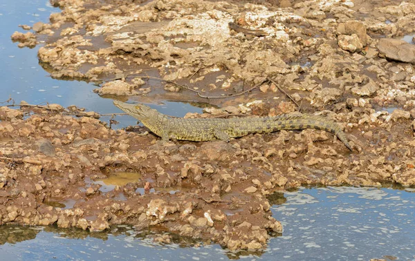 Nijlkrokodil Crocodylus Niloticus Mamba Swaheli Het Serengeti National Park Tanzania — Stockfoto