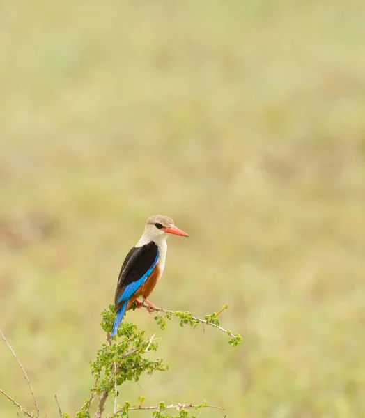 Graukopf Eisvogel Halcyon Leucocephala Thront Auf Einem Busch — Stockfoto