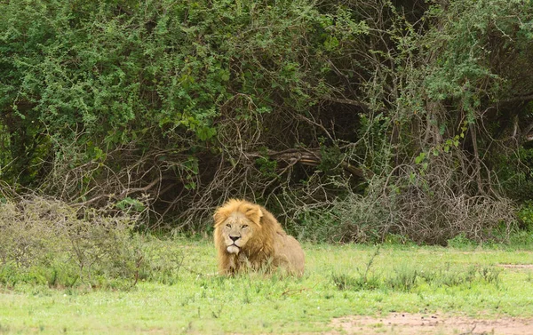 Крупный План Гордости Льва Научное Название Panthera Leo Симба Суахели — стоковое фото