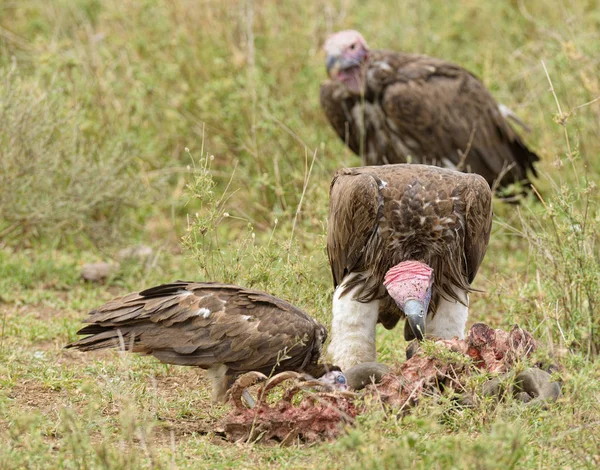 Abutres Cara Lappet Torgos Tracheliotos Pegando Uma Carcaça Serengeti — Fotografia de Stock