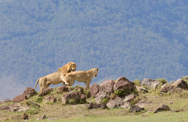 Vértes Egy Oroszlán Büszkeség Tudományos Neve Panthera Leo Vagy Simba — Stock Fotó