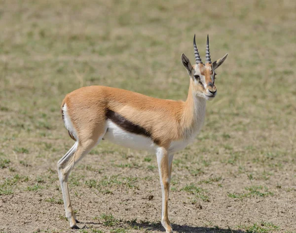 Closeup Thompson Gazelle Nome Científico Gazella Thompsoni Swala Tomi Swaheli — Fotografia de Stock