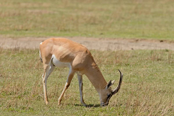 Closeup Van Grant Gazelle Wetenschappelijke Naam Gazella Granti Robertsi Swala — Stockfoto