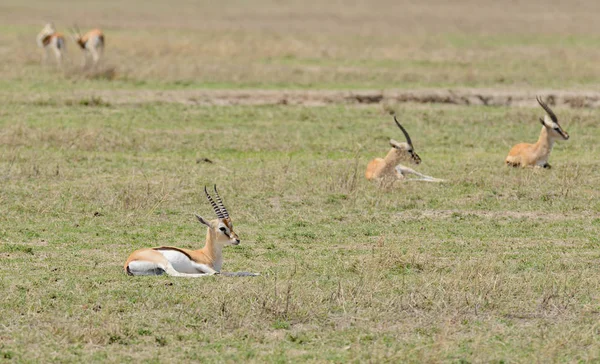 Gazelle Closeup Της Thompson Επιστημονική Ονομασία Gazella Thompsoni Swala Τομη — Φωτογραφία Αρχείου