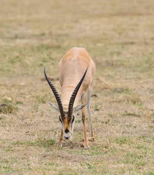 Gazelle Closeup Της Επιχορήγησης Επιστημονική Ονομασία Gazella Granti Robertsi Swala — Φωτογραφία Αρχείου